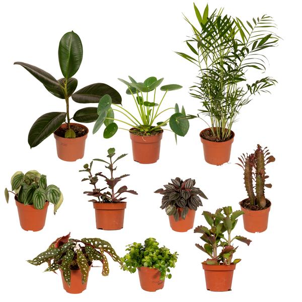 10 x Buitenbeentjes-Kasten – ↕15-25 cm – Ø12 cm – 10 x verschiedene Zimmerpflanzen – Pflanzenset. Ideal für kleine Pflanzenarrangements, Wohnzimmer und Büro. Dekorativ und als Geschenk für Pflanzenliebhaber.