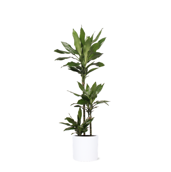 Dracaena Janet Lind Ø24cm ↕120cm in Era WIT pot