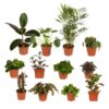 12 x verschiedene Zimmerpflanzen – Buitenbeentjes-Kasten – ↕15-25 cm – Ø12 cm – 12er Pflanzenset – Ideal für kleine Pflanzenarrangements, Wohnzimmer und Büro. Dekorativ und als Geschenk