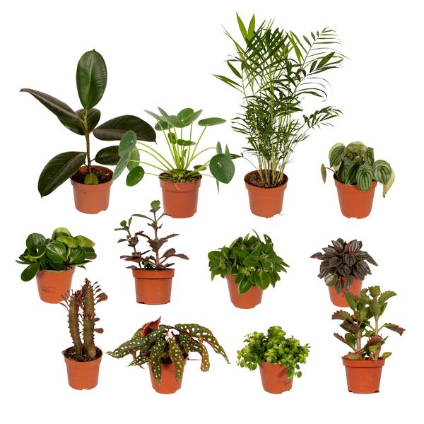 12 x verschiedene Zimmerpflanzen – Buitenbeentjes-Kasten – ↕15-25 cm – Ø12 cm – 12er Pflanzenset – Ideal für kleine Pflanzenarrangements, Wohnzimmer und Büro. Dekorativ und als Geschenk