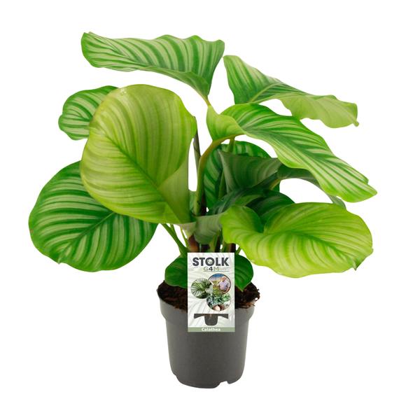 Calathea Orbifolia (Rundblättrige Calathea)- ↕50 cm – Ø14 cm – Ideal für stilvolle Innenräume, pflegeleicht und als Geschenk für Pflanzenliebhaber.