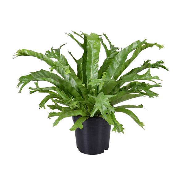 Asplenium Nidus Crissie – Ø17 cm – ↕40 cm