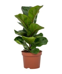 Ficus Lyrata (Geigenfeige) – ↕30 cm – Ø12 cm – Ideal für moderne Innenräume, pflegeleicht und als Geschenk für Pflanzenliebhaber.