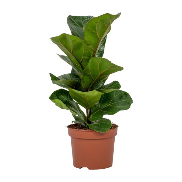 Ficus Lyrata (Geigenfeige) – ↕30 cm – Ø12 cm – Ideal für moderne Innenräume, pflegeleicht und als Geschenk für Pflanzenliebhaber.