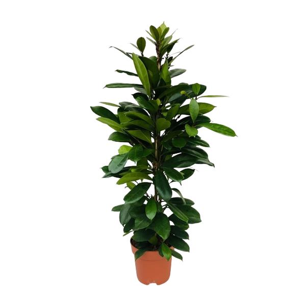 Ficus Cyathistipula (Baumfeige) – ↕105 cm – Ø21 cm – Ideal für große Räume, pflegeleicht und als Geschenk für Pflanzenliebhaber.