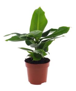 Musa Oriental Dwarf – ↕25 cm – Ø12 cm – Ideal für exotische Akzente in Ihrem Zuhause, pflegeleicht und als Geschenk für Pflanzenliebhaber.