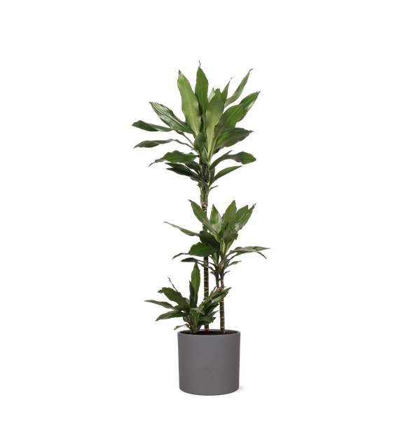 Dracaena Janet Lind Ø24cm ↕120cm in Era ANTRACIET pot