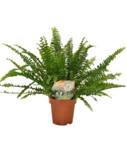 Nephrolepis Green Lady – ↕30 cm – Ø12 cm – Ideal für stilvolle Innenräume, pflegeleicht und als Geschenk für Pflanzenliebhaber.