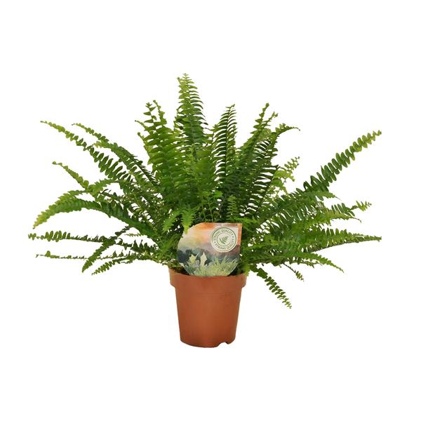 Nephrolepis Green Lady – ↕30 cm – Ø12 cm – Ideal für stilvolle Innenräume, pflegeleicht und als Geschenk für Pflanzenliebhaber.