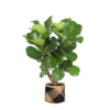 Ficus Lyrata (vertakt) Ø24cm ↕110cm in Albury BLACK print mand