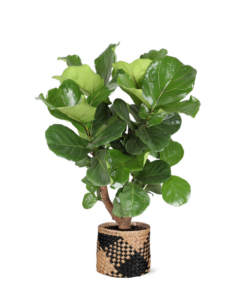 Ficus Lyrata (vertakt) Ø24cm ↕110cm in Albury BLACK print mand