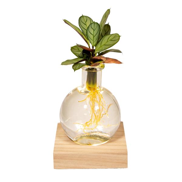 Calathea in Samoa-Glas mit LED-Beleuchtung – ↕10 cm – Ø12 cm – Ideal für kleine Räume, pflegeleicht und als Geschenk für Pflanzenliebhaber.