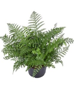 Asplenium Parvati – Ø23 cm – ↕55 cm