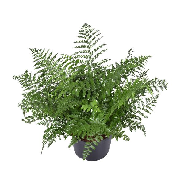 Asplenium Parvati – Ø23 cm – ↕55 cm