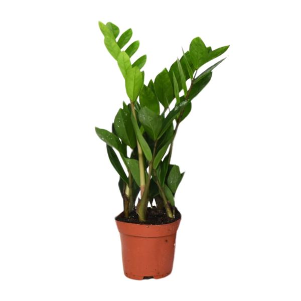 Zamioculcas Zamiifolia – ↕40 cm – Ø12 cm – Ideal für moderne Wohnräume, als pflegeleichte Zimmerpflanze, und als Geschenk für Pflanzenliebhaber. Diese robuste Pflanze bringt mit ihrem glänzenden, tiefgrünen Laub Farbe und Leben in jeden Raum.