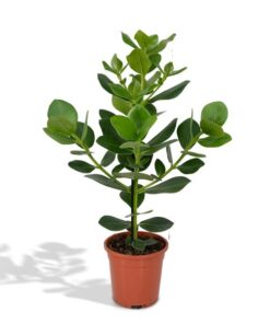 Clusia Rosea Princess – ↕60 cm – Ø17 cm – Ideal für Terrarien, Pflanzenarrangements, als Zimmerpflanze, pflegeleicht und dekorativ. Perfekt als Geschenk für Pflanzenliebhaber und für das tropische Flair in Ihrem Zuhause.