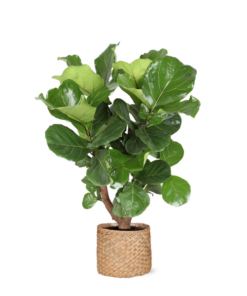 Ficus Lyrata (vertakt) Ø24cm ↕110cm in Albury NATURAL mand