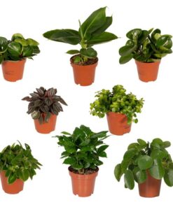 5x Überraschungsbox – 8 verschiedene Pflanzen – Ideal für Terrarien, Pflanzenarrangements und als Geschenk für Pflanzenliebhaber