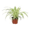 Chlorophytum – ↕ 20-30 cm – Ø 12 cm – Ideal für Terrarien, Pflanzenarrangements und als Geschenk für Pflanzenliebhaber