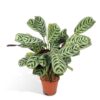 Ctenanthe Amabilis – ↕ 40-50 cm – Ø 14 cm – Ideal für Terrarien, Pflanzenarrangements und als Geschenk für Pflanzenliebhaber