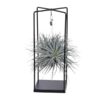 Tillandsia Ionantha Abdita – Ø 20 cm – ↕ 20 cm – Ideal für Terrarien, Luftpflanzen-Dekoration und als Geschenk für Pflanzenliebhaber