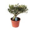 Olea Olijf – Ø15cm – ↕35cm