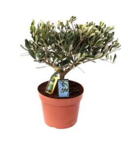 Olea Olijf – Ø15cm – ↕35cm