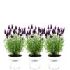 Plants by Frank – Lavandula stoechas Anouk® im Dekotopf ‚Old Look‘ – 13 cm Topf – 3er-Set Französischer Lavendel im Dekotopf