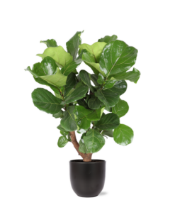 Ficus Lyrata (Vertakt) Ø27cm ↕130cm in Boule ANTRACIET pot