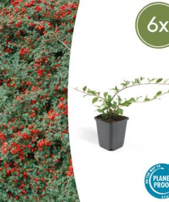 6x Cotoneaster dammeri – ↕10-25cm – Ø9cm – 6x