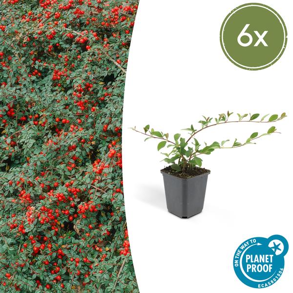 6x Cotoneaster dammeri – ↕10-25cm – Ø9cm – 6x