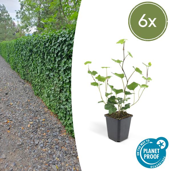 6x Hedera Hibernica – ↕10-25cm – Ø9cm – 6x