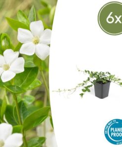 6x Vinca minor ‚Alba‘ – ↕10-25cm – Ø9cm – 6x