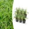 6x Carex morrowii ‚Ice Dance‘ – ↕10-25cm – Ø9cm