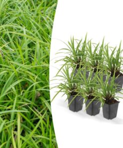 6x Carex morrowii ‚Ice Dance‘ – ↕10-25cm – Ø9cm