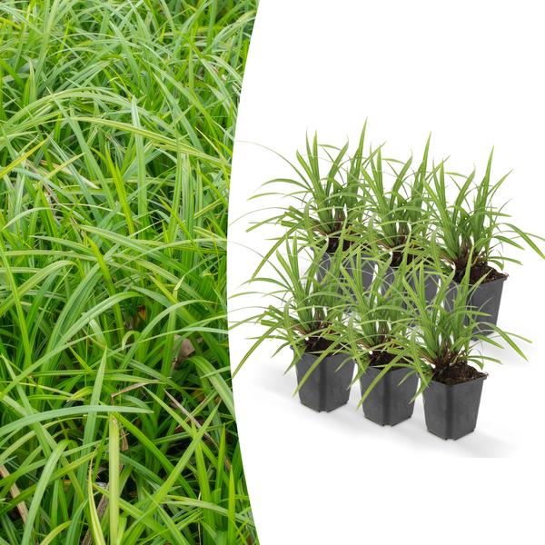 6x Carex morrowii ‚Ice Dance‘ – ↕10-25cm – Ø9cm