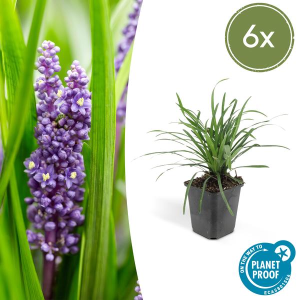 6x Liriope muscari ‚Big Blue‘ – ↕10-25cm – Ø9cm – 6x