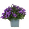 Campanula Addenda – Glockenblume lila Topfgröße 12cm – mehrjährig – winterhart – Purple