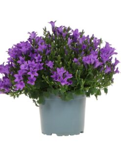 Campanula Addenda – Glockenblume lila Topfgröße 12cm – mehrjährig – winterhart – Purple