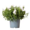 Campanula Addenda – Glockenblume lila Topfgröße 12cm – mehrjährig – winterhart – White