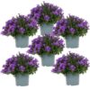 Campanula Addenda – Glockenblume lila Topfgröße 12cm – 1m2 Bodendecker – 6 Pflanzen – Ambella lila – Gartenpflanzen – winterhart