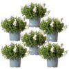 Campanula Addenda – Glockenblume weiß Topfgröße 12cm – 1m2 Bodendecker – 6 Pflanzen – Ambella weiß – Gartenpflanzen – winterhart