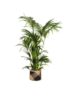 Kentia Palm Ø27cm ↕160cm in Albury BLACK print mand