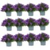 Campanula Addenda – Glockenblume lila Topfgröße 12cm – 1m2 Bodendecker – 12 Stück – Ambella lila – Gartenpflanzen – winterhart