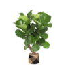 Ficus Lyrata (vertakt) Ø27cm ↕130cm in Albury BLACK print mand