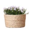 Campanula Addenda Ambella weiß – Weidenschale mit Campanula mit Bewässerungssystem – 3 Stück – Glockenblume weiß – Topfgröße 12cm – indoor & outdoor