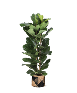 Ficus Lyrata Ø27cm ↕140cm in Albury BLACK print mand