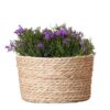 Campanula Addenda Ambella Intense purple – Weidenschale mit Campanula mit Bewässerungssystem – 3 Stück – Glockenblume lila – Topfgröße 12 cm