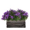 Campanula Addenda Ambella Intensives Lila – Holzschale mit 2 Gartenpflanzen – Topfgröße 12 cm – mehrjährig – winterhart