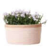 Campanula Addenda Ambella weiß – Baumwollschale mit Campanula mit Bewässerungssystem – 3 Stück – Glockenblume weiß – Topfgröße 12 cm – innen und außen